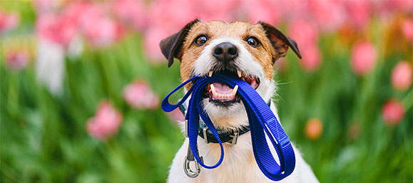Pet Care